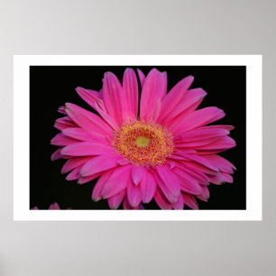 Roze Poster