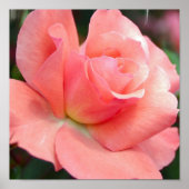 Roze Poster (Voorkant)