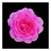 Roze Poster (Voorkant)