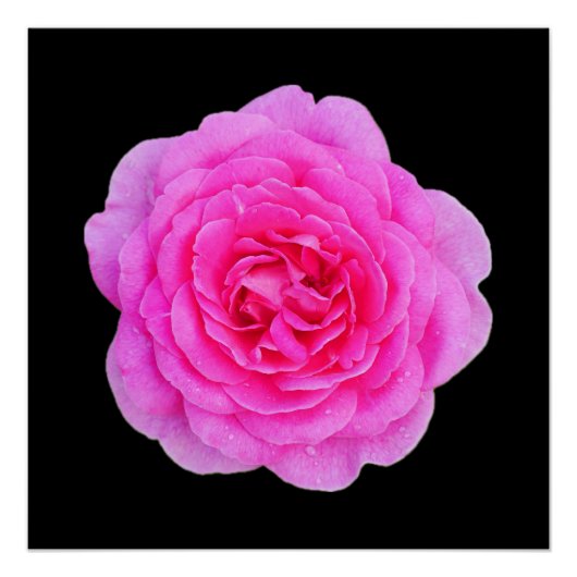 Roze Poster (Voorkant)