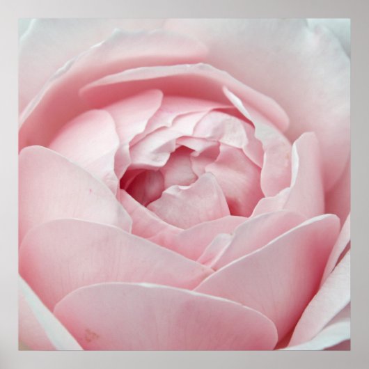 Roze Poster (Voorkant)