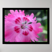 Roze Poster (Voorkant)