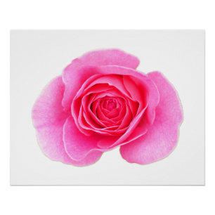 Roze Poster
