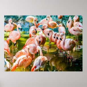 Roze Poster Flamingo