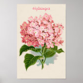 Roze Poster Hydrangea (Voorkant)