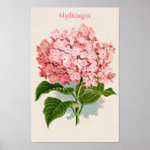 Roze Poster Hydrangea