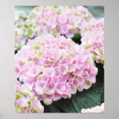 Roze Poster Hydrangeas (Voorkant)