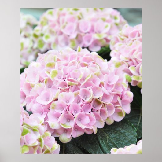 Roze Poster Hydrangeas (Voorkant)