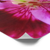 Roze Poster Pansy (Hoek)