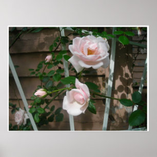 Roze Poster Petals