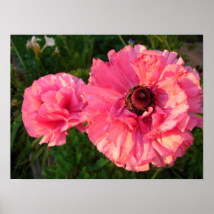 Roze Poster van Rannunculus Bulb Spring Garden Flo