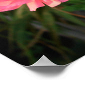 Roze Poster van Rannunculus Bulb Spring Garden Flo (Hoek)