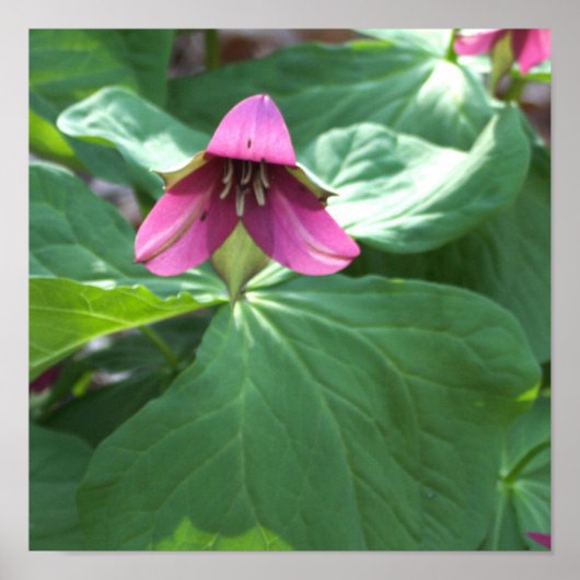Roze Poster van wilde bloemen (Voorkant)