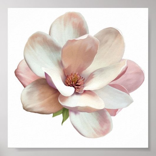 Roze poster Zuidelijke magnolia (Voorkant)