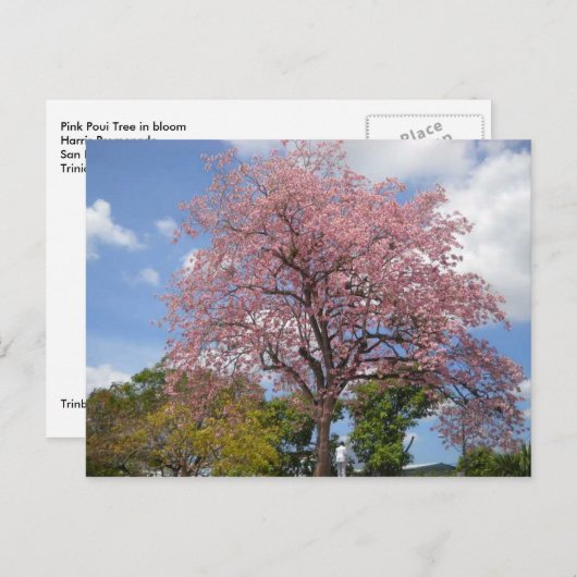 Roze Poui-boom op Harris Promenade San Fernando Briefkaart (Voorkant / Achterkant)