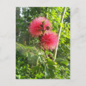 Roze Powder Puff Briefkaart (Voorkant)