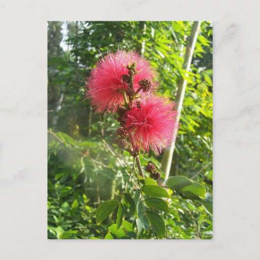 Roze Powder Puff Briefkaart (Voorkant)