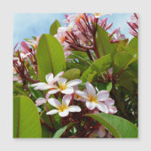 Roze pracht, roze frangipani bloeit op een boom (Voorkant)