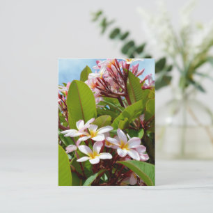 Roze pracht, roze frangipani bloeit op een boom briefkaart