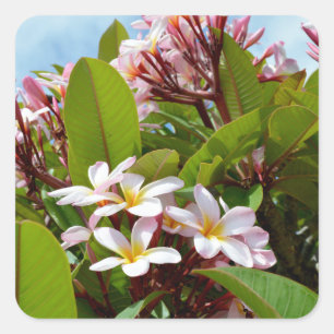 Roze pracht, roze frangipani bloeit op een boom vierkante sticker