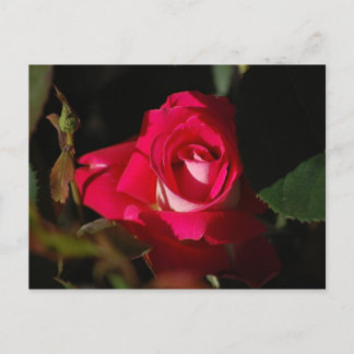 Roze, prachtige Roos Vloeiend Briefkaart
