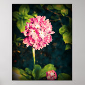Roze Primula Flowers Poster (Voorkant)