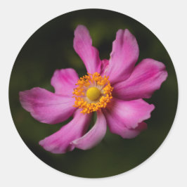 Roze "Prinz Heinrich" Japanse Anemone Flower Ronde Sticker
