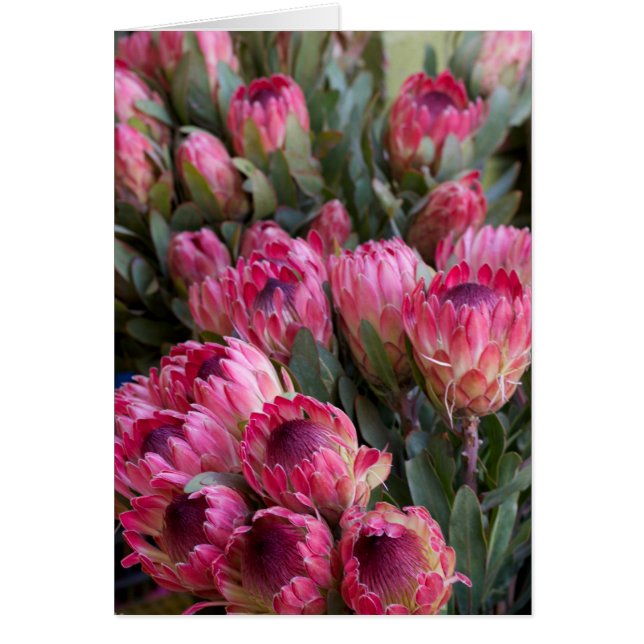 Roze Protea (Voorkant)