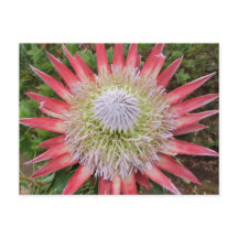 Roze protea bloeiende plant Hawaii briefkaart