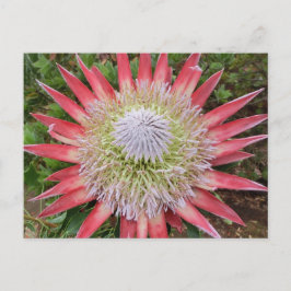 Roze protea bloeiende plant Hawaii briefkaart