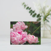  roze pruimen foto briefkaart (Staand voorkant)