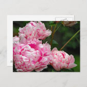  roze pruimen foto briefkaart (Voorkant / Achterkant)