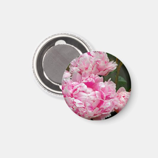  roze pruimen foto magneet (Voorkant / Achterkant)