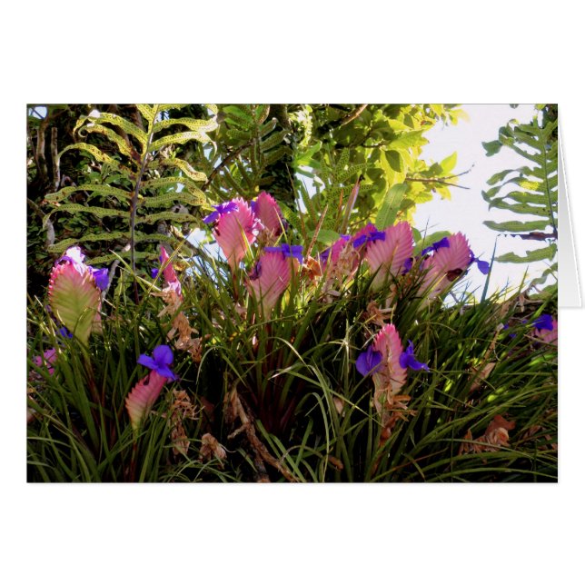 Roze Quill Bromeliad (Voorkant Horizontaal)