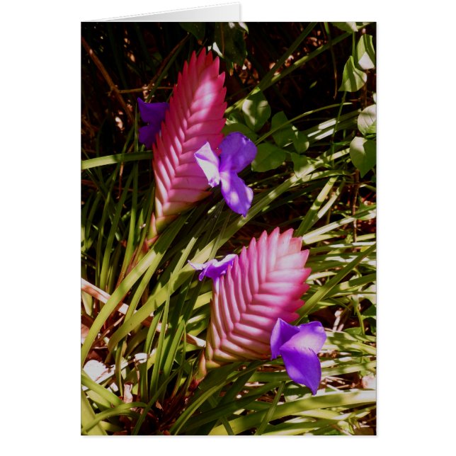 Roze Quill Bromeliad (Voorkant)