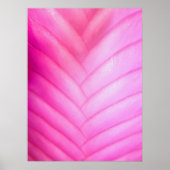 Roze Quill Bromeliad Poster (Voorkant)