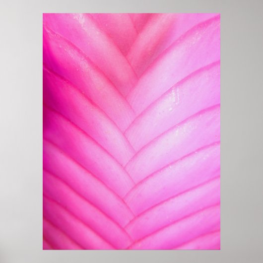 Roze Quill Bromeliad Poster (Voorkant)