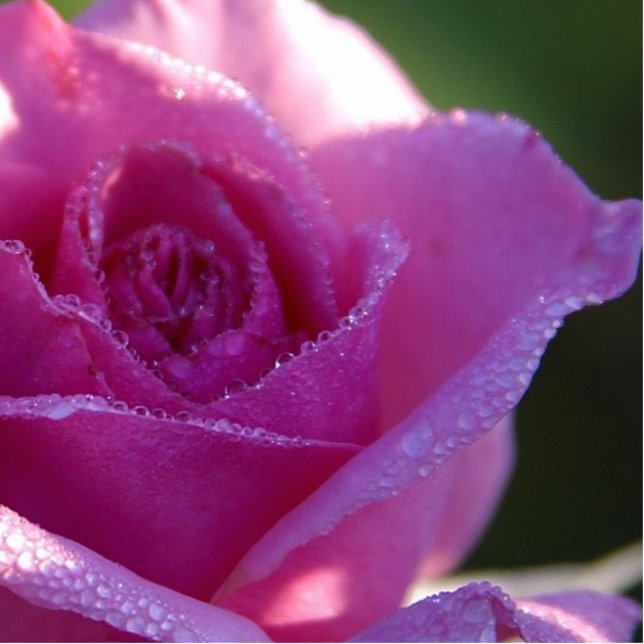 Roze Raindrop Roos Flower Magnets Fotobeeldje Magneet (Voorkant)