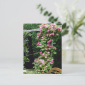 Roze Rambler Roos Francoise Juranville Over Pergol Briefkaart (Staand voorkant)