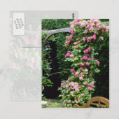 Roze Rambler Roos Francoise Juranville Over Pergol Briefkaart (Voorkant / Achterkant)