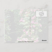 Roze Rambler Roos Francoise Juranville Over Pergol Briefkaart (Achterkant)