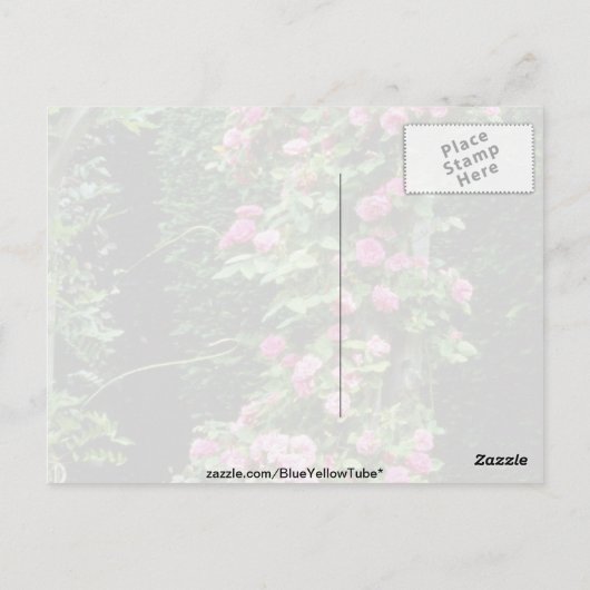 Roze Rambler Roos Francoise Juranville Over Pergol Briefkaart (Achterkant)