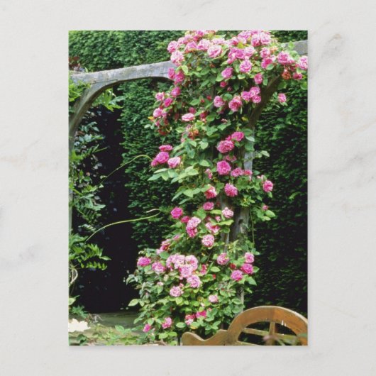 Roze Rambler Roos Francoise Juranville Over Pergol Briefkaart (Voorkant)