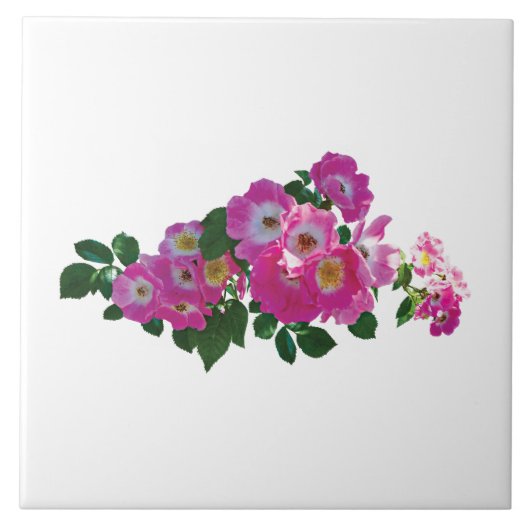 Roze Rambler Roos Tegeltje (Voorkant)