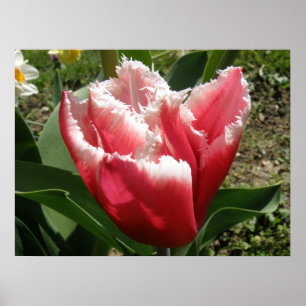 Roze rand Tulp afdrukken Poster
