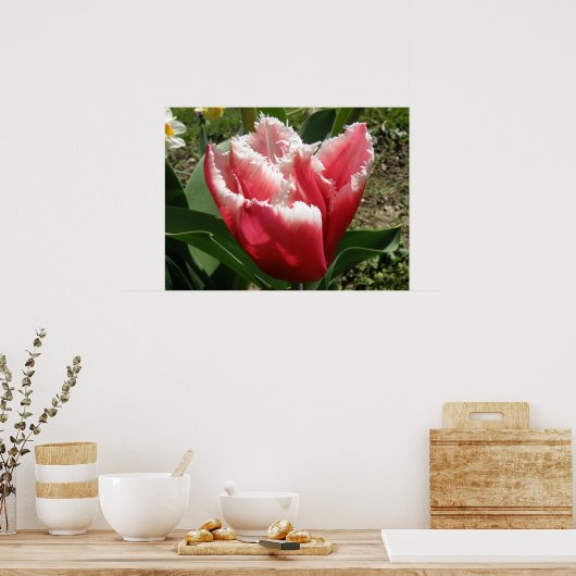 Roze rand Tulp afdrukken Poster (Keuken)