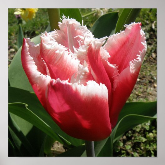 Roze rand Tulp afdrukken Poster (Voorkant)