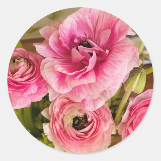 Roze Ranunculus-Wenskaart Ronde Sticker (Voorkant)