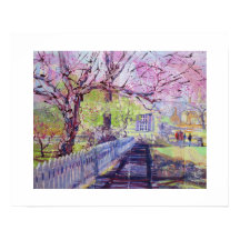 Roze Redbud Bloesem Bij Williamsburg Virginia