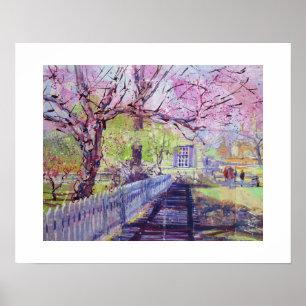Roze Redbud Bloesem Bij Williamsburg Virginia Poster
